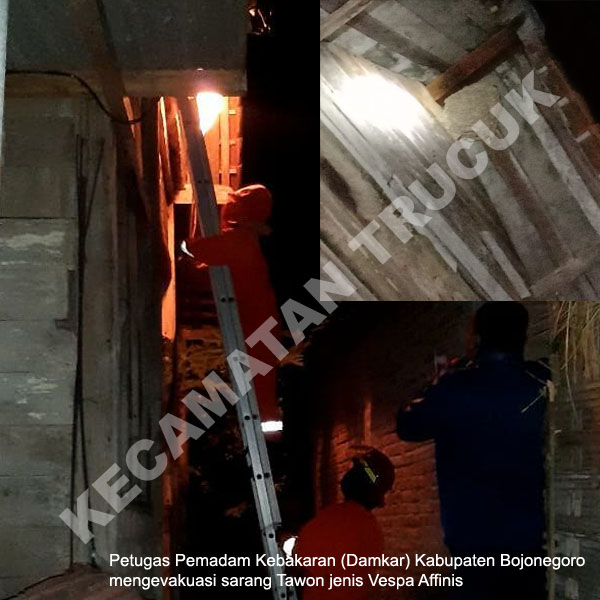 Warga Resah Adanya Sarang Tawon Ndas "Vespa Affinis"