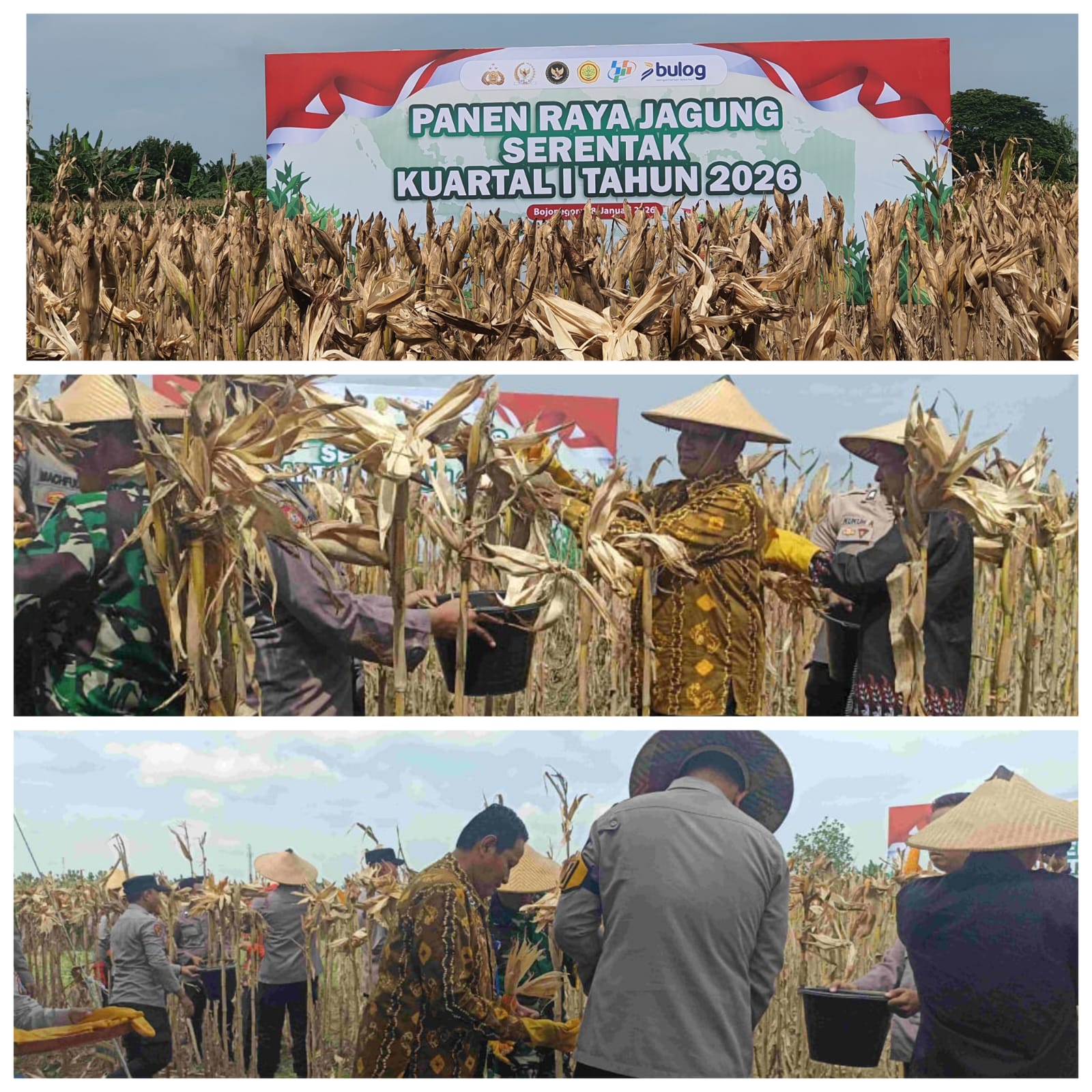 Panen Raya Jagung Serentak Kwartal I 2026 di Kecamatan Trucuk