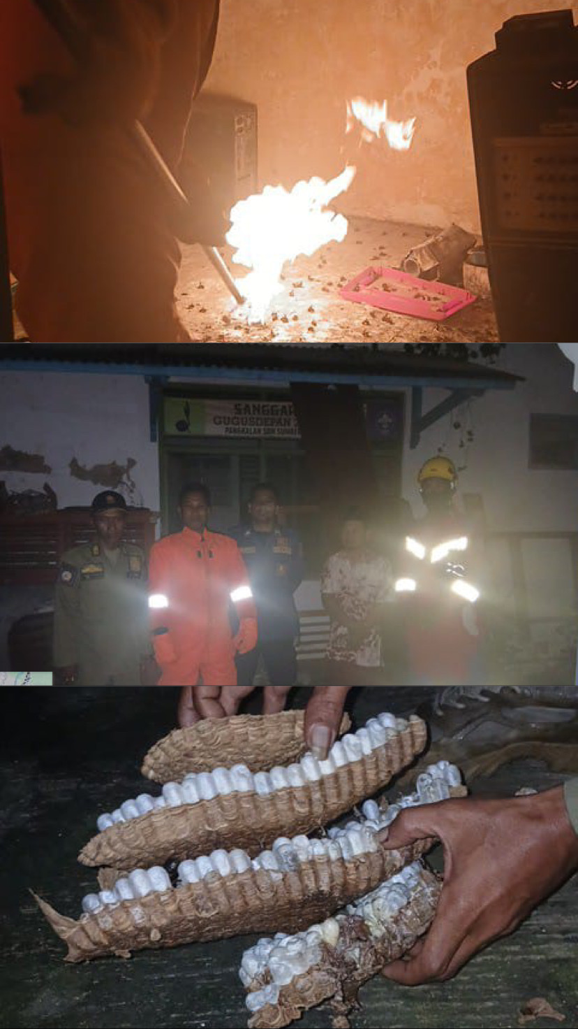 Evakuasi TawonNdas di SDN Sumberejo Kecamatan Trucuk