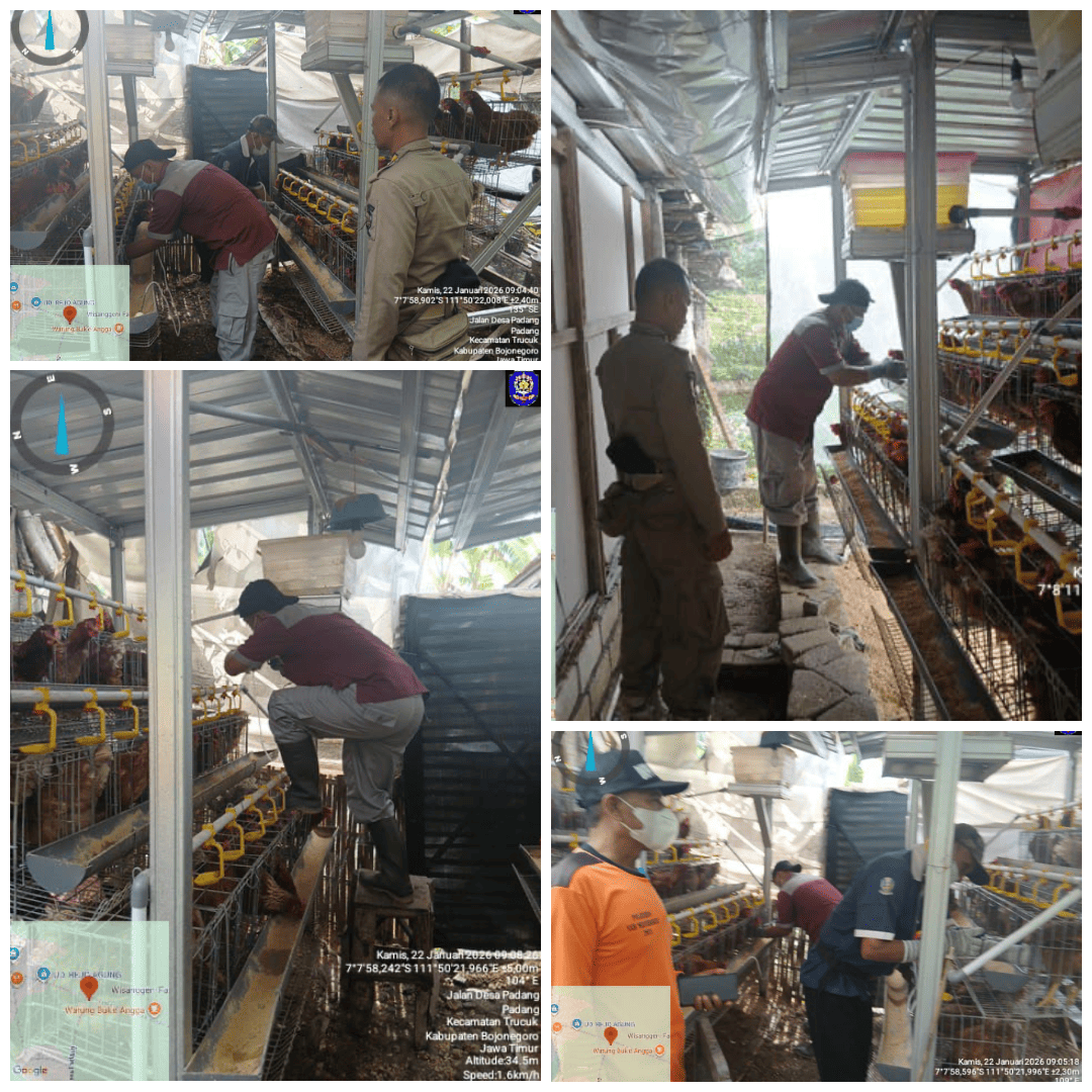 Vaksinasi Ai (Flu Burung) Ayam Petelur Program Gayatri di Trucuk