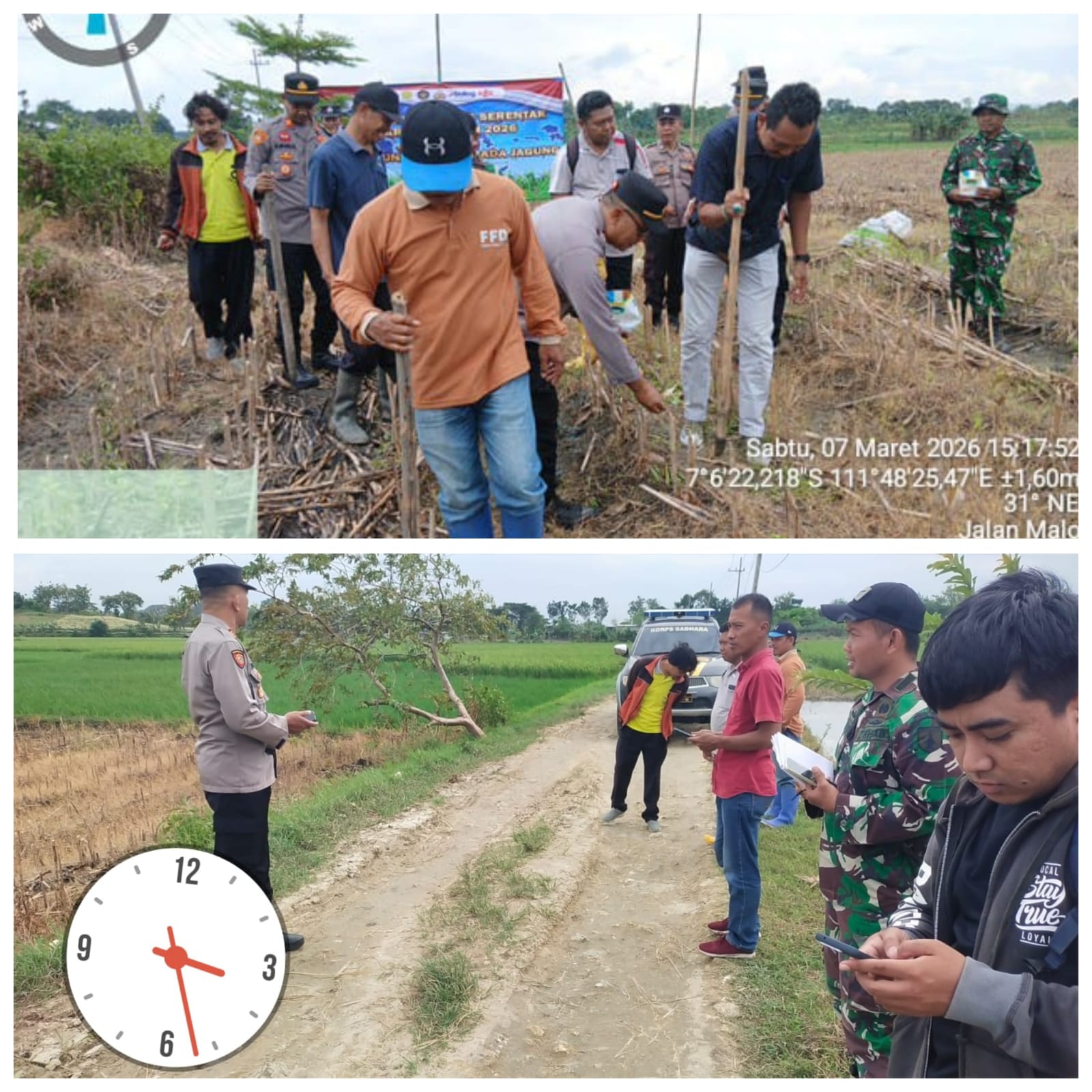 Penanaman Jagung Serentak Kuartal I Tahun 2026, Dukung Swasembada Jagung