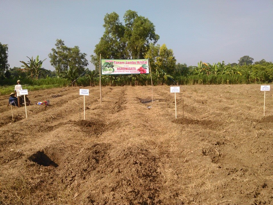 Tanam Jambu Kristal