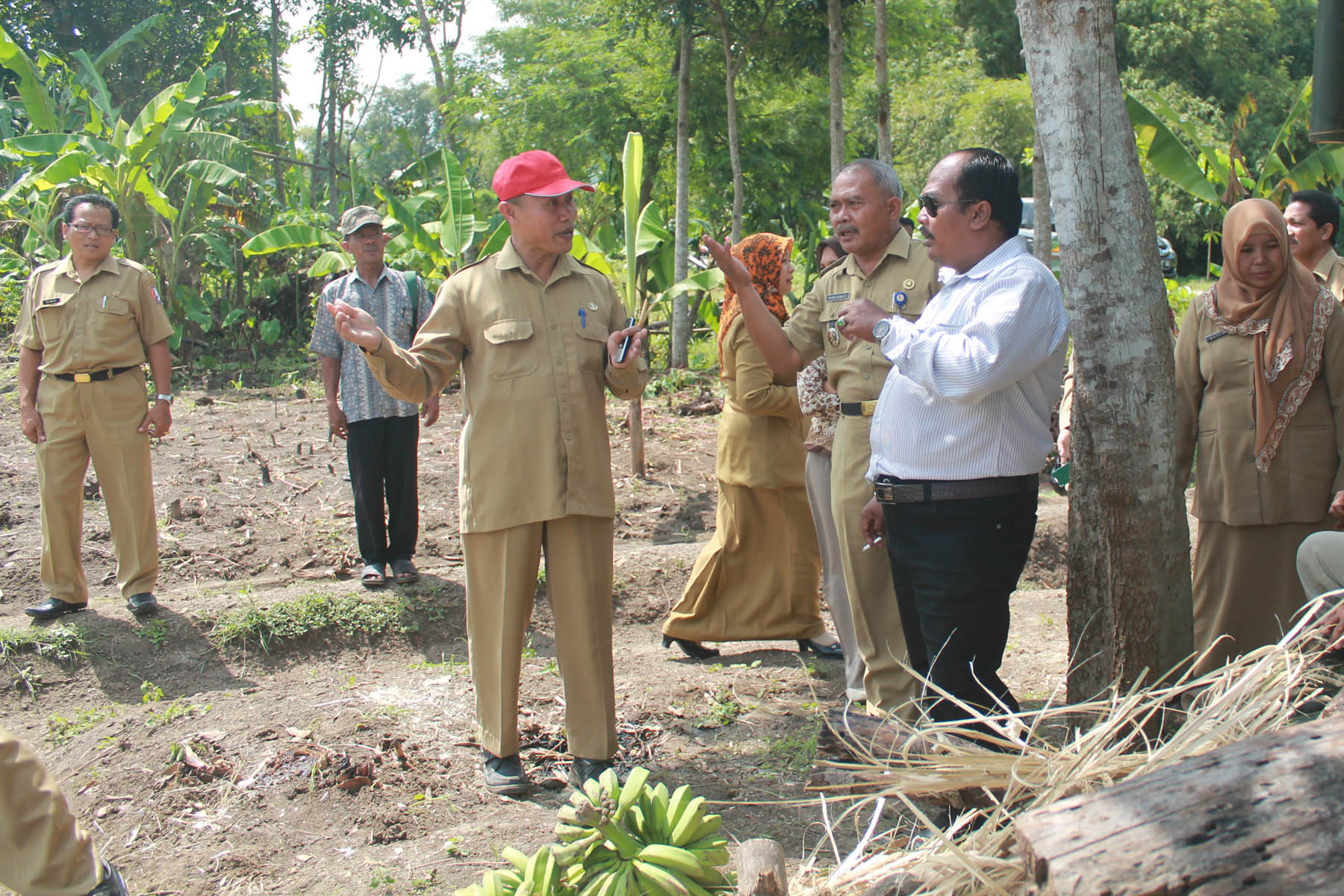 Tanam Jambu Kristal Desa Padang Trucuk