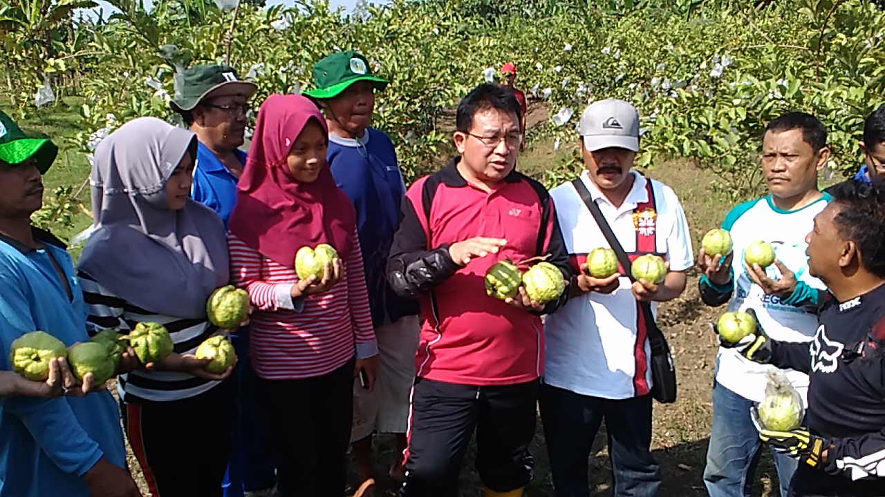 Tanam Jambu Kristal Desa Padang Trucuk