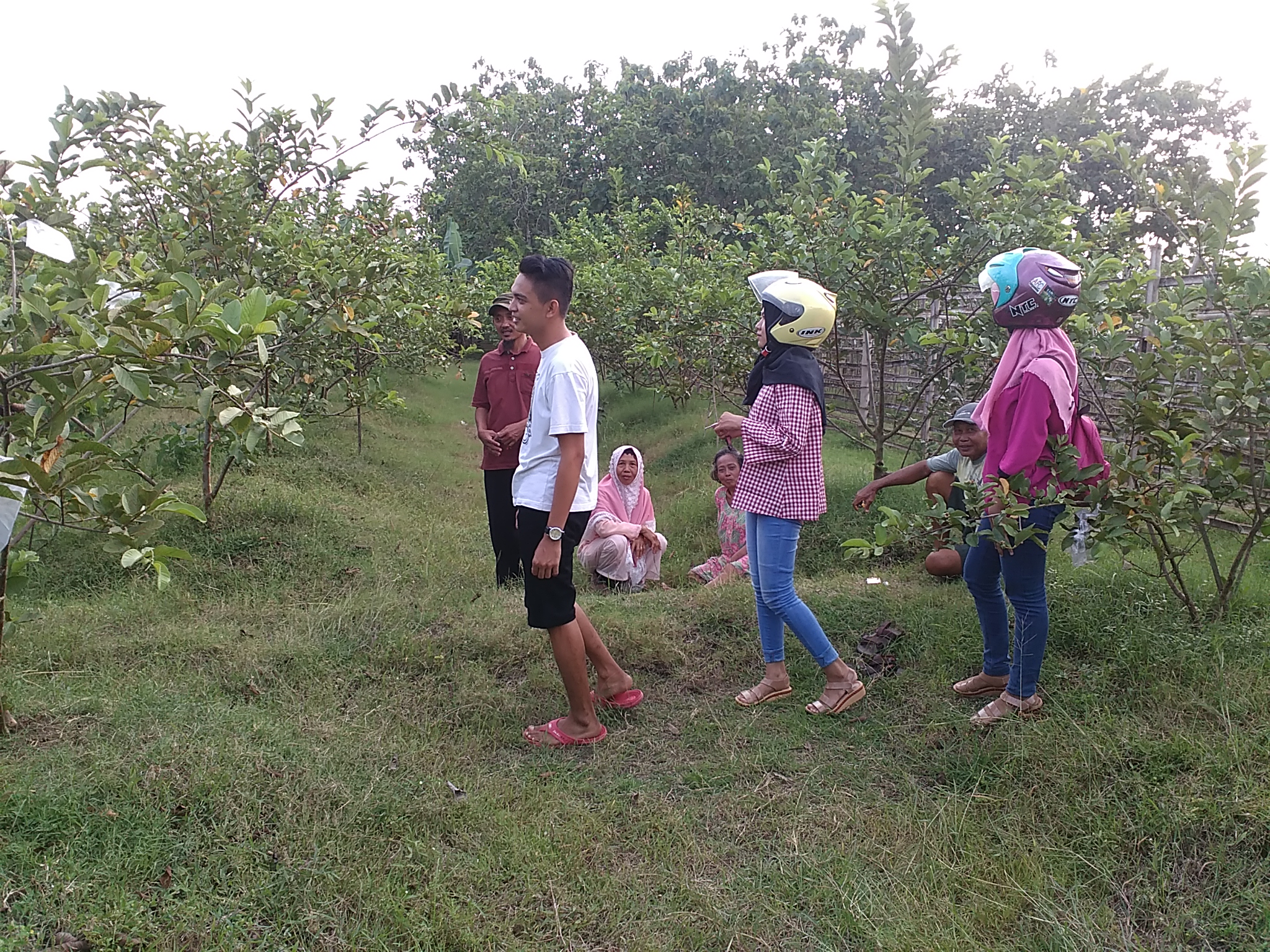 Tanam Jambu Kristal