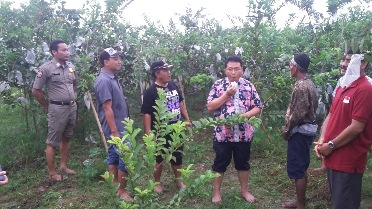 Tanam Jambu Kristal