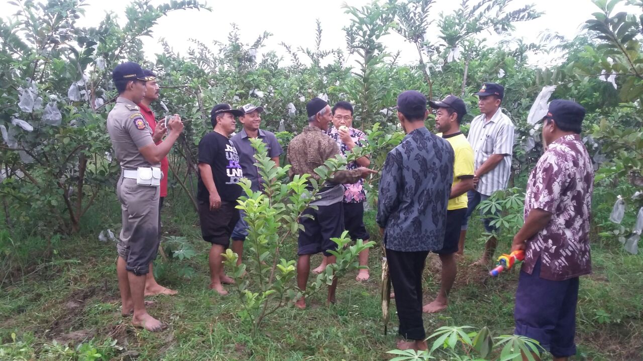 Tanam Jambu Kristal