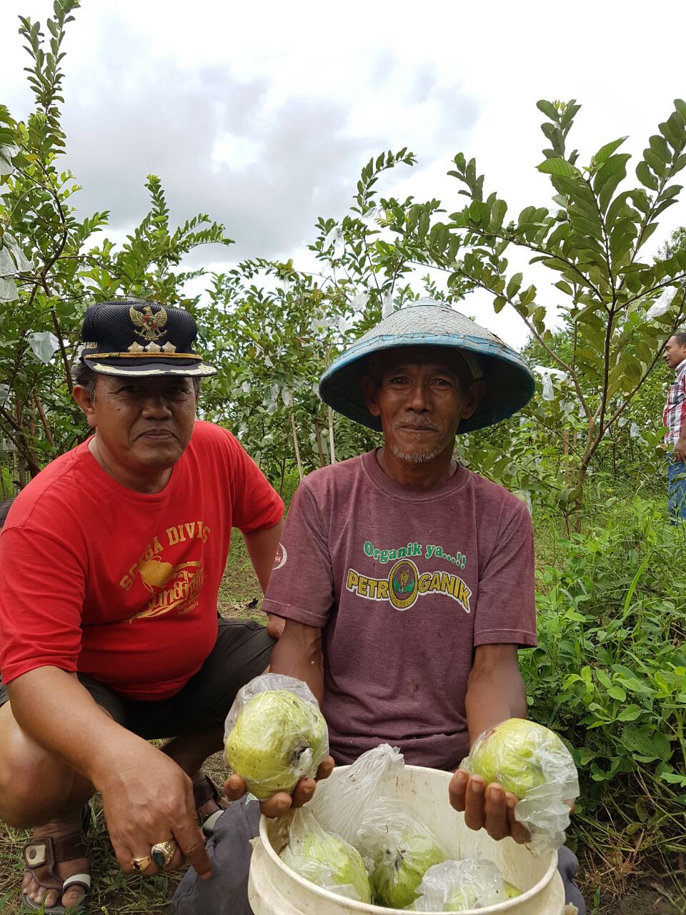 Tanam Jambu Kristal