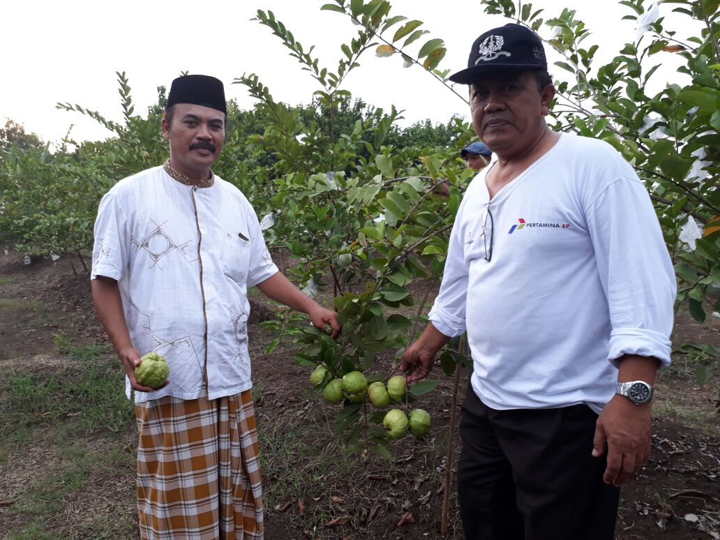 Tanam Jambu Kristal